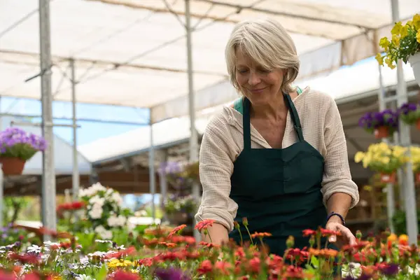 Bir serada renkli çiçeklerle ilgilenen mutlu bahçıvan, küçük bir işletme sahibi olarak bahçıvanlık ve bitki yetiştirme