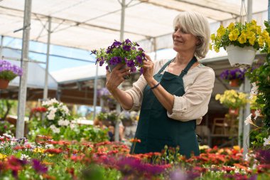 Gülümseyen bahçıvan, canlı mor petunyaları bir tencereye yerleştiriyor, neşeyle çiçeklerle dolu renkli bir serada çalışıyor.