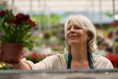 Gülümseyen bahçıvan özenle bir serada çalışıyor, elinde canlı kırmızı karanfiller tutuyor, yemyeşil bitkiler ve çiçek açıyor.