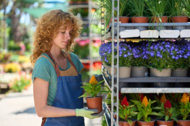 Canlı saksı çiçekleri düzenleyen dişi bahçıvan hareketli bir bitki yetiştirme serasının içindeki raflarda büyümeyi ve güzelliği besliyor.