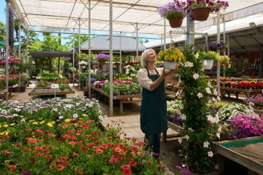 Bahçıvan, çiçek saksılarını renkli çiçeklerle süsleyip serada sallandırıyor.