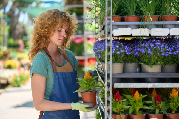 Canlı saksı çiçekleri düzenleyen dişi bahçıvan hareketli bir bitki yetiştirme serasının içindeki raflarda büyümeyi ve güzelliği besliyor.