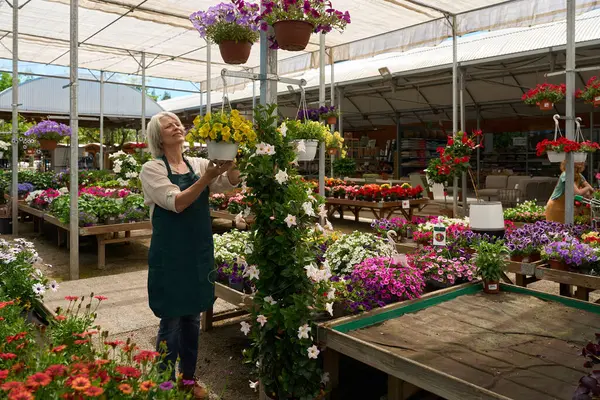 Bahçıvan, bahçecilik ve küçük işletme konseptinde renkli çiçeklerle asılı sepetler düzenliyor.