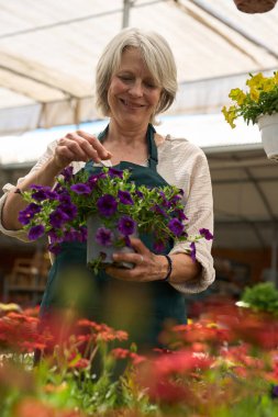 Mutlu bahçıvan, parlak bir seranın içinde yemyeşil çimenliklerle çevriliyken canlı mor çiçekleri tencerede inceliyor.