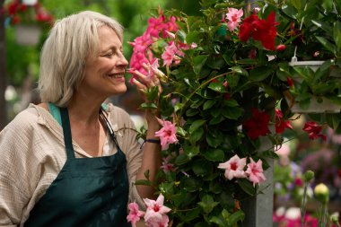 Çiçek kokan bahçıvan ya da seradaki mandevilla çiçekleri.