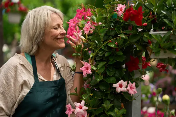 Çiçek kokan bahçıvan ya da seradaki mandevilla çiçekleri.