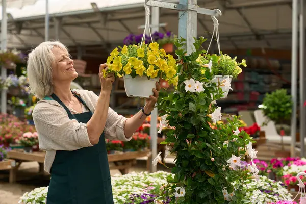 Bahçıvan sarı petunyaları asma kabında düzenliyor, renkli bir çiçekçide çalışıyor.