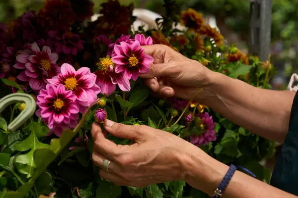 Çiçekçi canlı yıldız çiçekleri düzenliyor, büyüleyici bir dükkanda pembe ve mor çiçeklerle dolu renkli bir buket hazırlıyor.