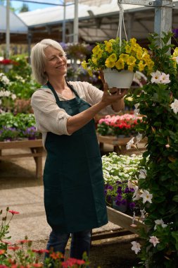 Kıdemli bahçıvan, sarı çiçeklerle dolu bir serada asılı sepeti düzenliyor.