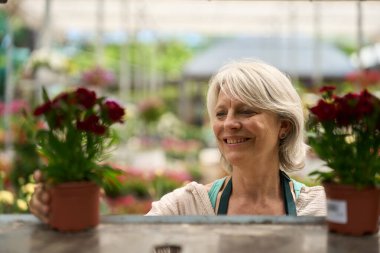 Mutlu bahçıvan bir serada canlı saksı bitkileri düzenliyor renkli çiçeklerle çalışmanın ve doğayı beslemenin keyfini çıkarıyor.