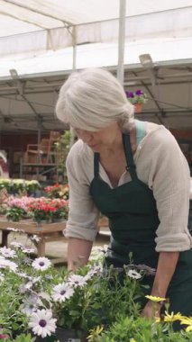 Kıdemli bir kadın, bitki yetiştirme serasında renkli çiçekler düzenliyor, yavaş çekim sırasında botanik uzmanlığı sergiliyor.