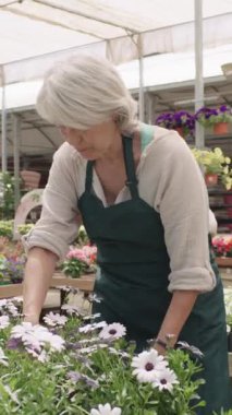 Deneyimli bahçıvan seranın içinde beyaz ve mor osteospermum çiçekleriyle dikkatlice ilgileniyor, yavaş çekim sırasında bitki sağlığını nazikçe kontrol ediyor.