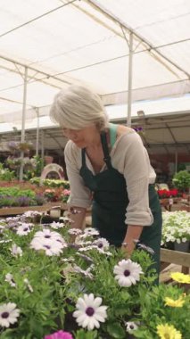 Deneyimli bahçıvan, modern seradaki beyaz çiçekleri dikkatlice seçiyor. Huzurlu bahçıvanlık zamanında botanik uzmanlığını sergiliyor.