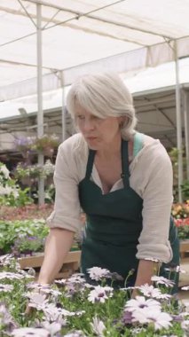 Deneyimli bahçıvan seranın içindeki canlı çiçekleri dikkatle inceliyor, yavaş çekim sahnesinde bitki yetiştirme için profesyonel ilgi ve tutku sergiliyor.