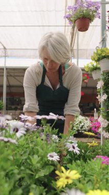 Deneyimli bahçıvan, sera saksılarında renkli çiçekleri dikkatlice düzenliyor, bahar çiçeği yetiştiriciliği sırasında profesyonel botanik becerilerini sergiliyor.