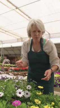 Kıdemli kadın bahçıvan seranın içinde canlı çiçekleri titizlikle besliyor, yavaş çekim sahnesinde profesyonel uzmanlıkla renkli çiçeklerle ilgileniyor.