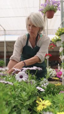 Profesyonel bahçıvan, sera içinde canlı çiçekleri dikkatlice inceler, mevsimsel tarım sürecinde uzmanlık ve özenle yavaş hareket eder.