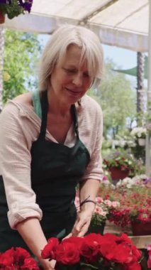 Deneyimli bahçıvan canlı kırmızı begonyaları dikkatlice düzenliyor, hassas çiçek düzenleme işlemi sırasında güneş ışığı altındaki sera ortamında profesyonel becerilerini sergiliyor.