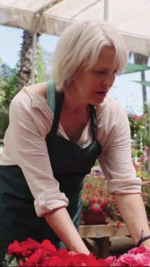 Deneyimli bahçıvan dikkatli bir şekilde çocuk odası serasında canlı kırmızı begonyaları profesyonel hassasiyet ve özenle düzenliyor.