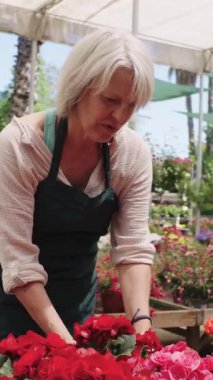 Kıdemli kadın bahçıvan yerel serada canlı begonyaları dikkatlice düzenliyor. Gündüz saatlerinde titiz bir şekilde çiçek yetiştirme sürecini gözler önüne seriyor.