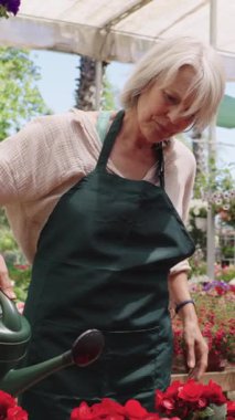 Tecrübeli bahçıvan seranın içinde canlı kırmızı begonyaları dikkatlice sularken yavaş çekim sırasında bitkileri nazikçe besliyor.