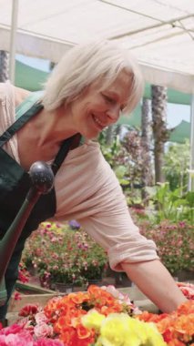 Tecrübeli bir kadın bahçıvan seranın içinde canlı çiçekleri suluyor, yavaş çekim sekansıyla bakım ve botanik uzmanlığını yakalıyor.