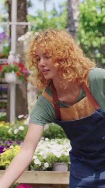 Bahar mevsiminde küçük bitki yetiştirme serasında çalışırken alışveriş arabasında renkli petunya çiçekleri düzenleyen kadın bahçıvan.