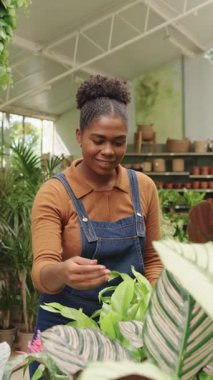 Profesyonel kadın bahçıvan, saksı yeşilliğini dikkatlice seçiyor. Yavaş çekim sırasında odaklanmış dikkatle raflara bakıyor.