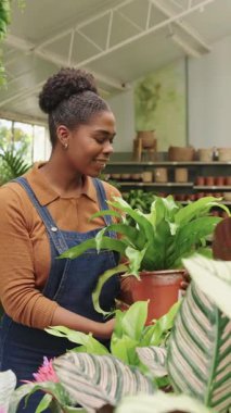 Yetenekli bir sera çalışanı, fabrika içinde saksı yeşilliklerini dikkatlice düzenliyor, profesyonel bitki bakımını ve perakende ortamını yumuşak yavaş yavaş sergiliyor.