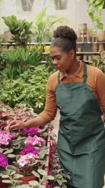Sera çalışanı canlı mor çiçekleri dikkatlice besliyor, çocuk odasındaki kalite kontrol sürecinde nazik uzmanlık ve konsantrasyon gösteriyor