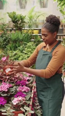 Sera işçisi, saksı bitkilerini bir fidanlığa yerleştiriyor, durumlarını kontrol ediyor ve satışa hazırlıyor.