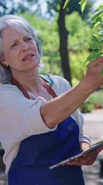 Kıdemli botanikçi yavaş çekimde dijital tabletle yaprakları analiz ediyor botanik araştırmalarında titiz bir gözlem sergiliyor.
