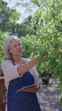 Baş bahçıvan dijital tablet kullanıyor ve bir bitkinin fidanlığında küçük bir ağacın yapraklarını inceliyor.