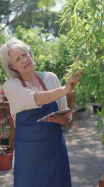 Profesyonel kıdemli kadın bahçıvan dijital tablet kullanarak bitki sağlığını analiz ediyor. Güneş ışığında ağaç fidanlığında çalışıyor, modern teknoloji ile bahçıvanlık uzmanlığı sergiliyor.