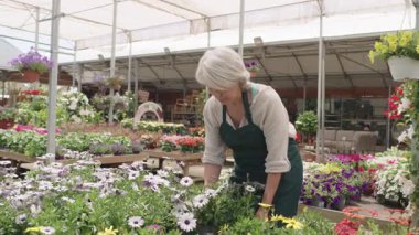Kıdemli kadın bahçıvan, sera saksılarında renkli çiçekleri dikkatlice topluyor ve düzenliyor, tutku ve adanmışlıkla profesyonel botanik uzmanlığı sergiliyor.