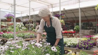 Kıdemli kadın bahçıvan çiçek düzenleme bitki fidanlığı sera, yavaş çekim sırasında dikkatli bir dikkatle çalışıyor