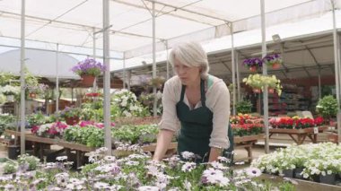 Kıdemli kadın bahçıvan, profesyonel bakım ve uzmanlıkla çalışırken güneşli seranın içinde renkli çiçekler düzenliyor.