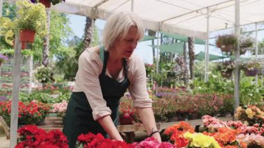 Tecrübeli kadın bahçıvan titizlikle güneşli seranın içinde canlı, renkli çiçekler düzenliyor, profesyonel bahçıvanlık uzmanlığı sergiliyor.