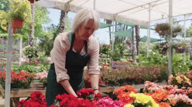 Kıdemli kadın seranın içinde canlı çiçekler düzenliyor. Bahçıvanlık konusunda profesyonel yetenekler ve tutku sergiliyor.