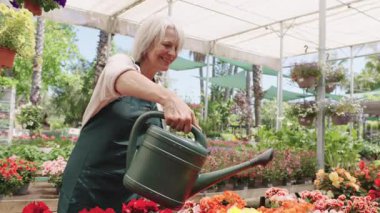 Deneyimli kıdemli bahçıvan renkli sera çiçekleri yetiştiriyor, çiçek açma mevsiminde dikkatli botanik uzmanlığıyla nazik sulama süreci sergiliyor.