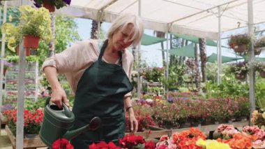 Tecrübeli bahçıvan seranın içindeki canlı çiçekleri dikkatlice suluyor, parlak gündüz vakti hafif su akıntısıyla renkli çiçekleri besliyor.