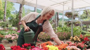 Tecrübeli bahçıvan huzurlu gündüz saatlerinde seranın içindeki su bidonunu kullanarak canlı ve renkli çiçekleri dikkatlice suluyor.