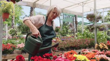 Kıdemli bahçıvan rengarenk sera çiçekleri besliyor. Yumuşak sulandırıyor, canlı çiçekleri yakalıyor. Huzurlu, yavaş çekim sekansıyla.