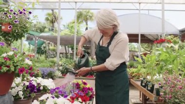 Kıdemli kadın bahçıvan mavi sulama tenekesi kullanarak renkli çiçekleri dikkatlice suluyor, güneşli seranın içinde yavaşça hareket ediyor uzmanlık ve nazik tutku ile besleniyor.