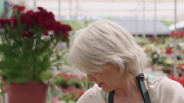 Usta bahçıvan, sera saksılarında canlı kırmızı karanfilleri dikkatlice düzenliyor. Nazik ve hassas hareketlerle profesyonel bahçıvanlık uzmanlığı sergiliyor.