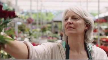 Kıdemli kadın bahçıvan, terracotta saksılarında canlı kırmızı çiçekler düzenliyor, profesyonel uzmanlıkla güneşli seranın içinde düzenli olarak çalışıyor.