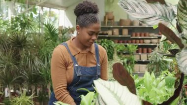 Becerikli sera işçisi bitki yapraklarını dikkatlice inceleyerek ve denetleyerek, kapalı bahçe merkezindeki rutin bakım sırasında bitki sağlığı ve büyümesine odaklanarak,
