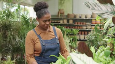 Sera çalışanı saksı bitkisini dikkatlice tutuyor, yaprak sağlığını ve canlılığını yakından incelerken aynı zamanda kentsel bahçe düzeninde güvenle gülümsüyor.