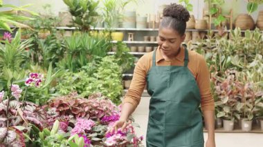 Yetenekli sera çalışanı renkli çiçekleri titizlikle inceliyor, bitki sağlığını ve güzelliğini yavaş çekim görüntülerinde dikkatlice inceliyor.
