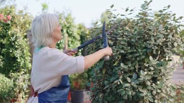 Profesyonel kıdemli kadın bahçıvan yerel bitkilerin fidanlıklarının çitlerini dikkatlice buduyor. Yavaş çekim budama tekniğinde hassasiyet ve beceri gösteriyor.